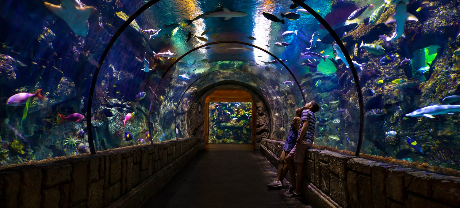 Visitors to the Shark Reef Aquarium at Mandalay Bay take photos